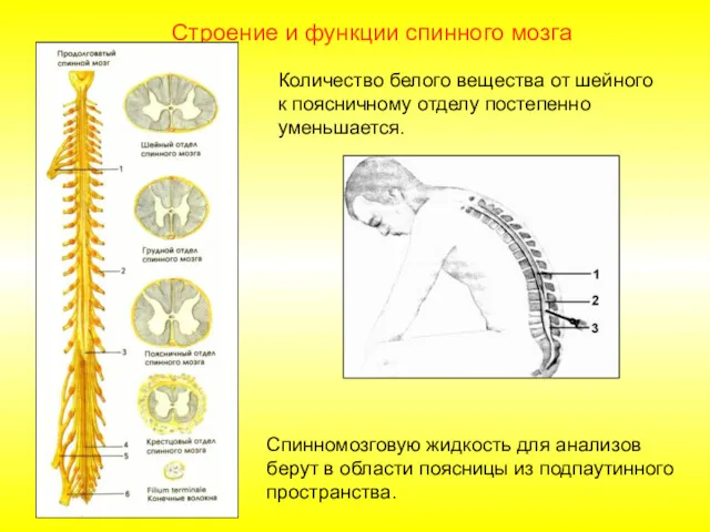 Строение и функции спинного мозга Количество белого вещества от шейного