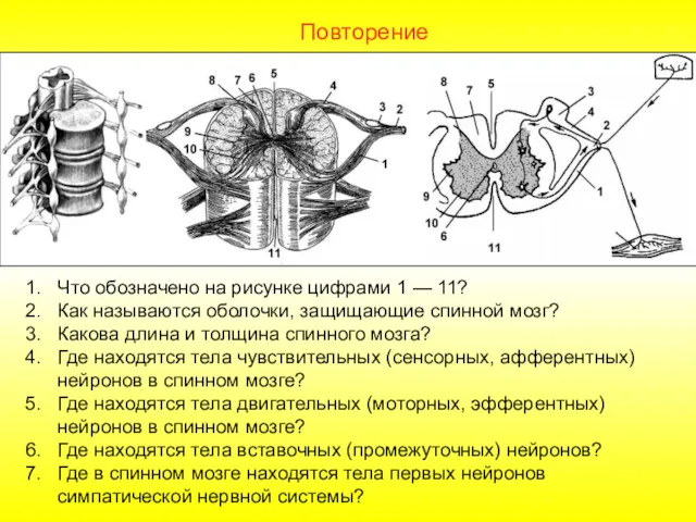 Повторение Что обозначено на рисунке цифрами 1 — 11? Как