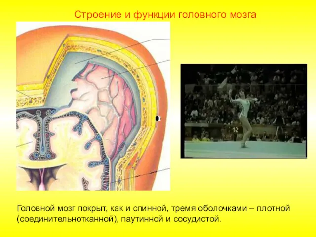 Строение и функции головного мозга Головной мозг покрыт, как и