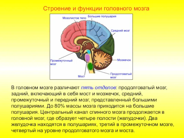 Строение и функции головного мозга В головном мозге различают пять