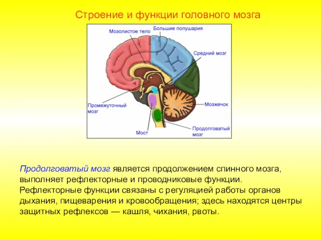 Строение и функции головного мозга Продолговатый мозг является продолжением спинного