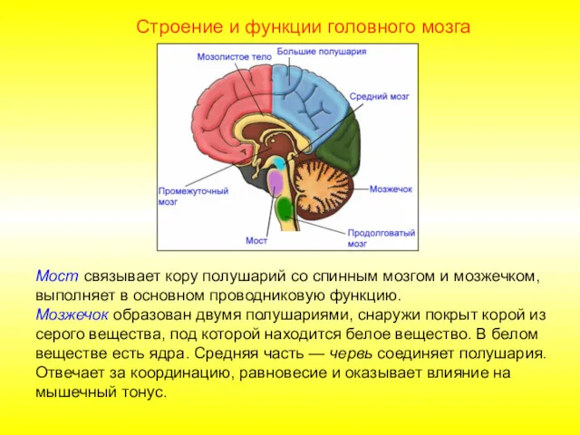 Строение и функции головного мозга Мост связывает кору полушарий со