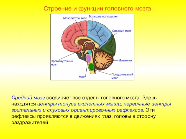 Строение и функции головного мозга Средний мозг соединяет все отделы