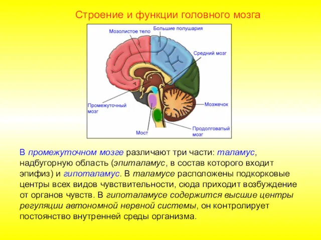 Строение и функции головного мозга В промежуточном мозге различают три