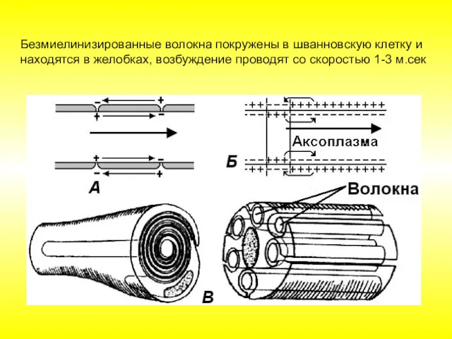 Безмиелинизированные волокна покружены в шванновскую клетку и находятся в желобках, возбуждение проводят со скоростью 1-3 м.сек