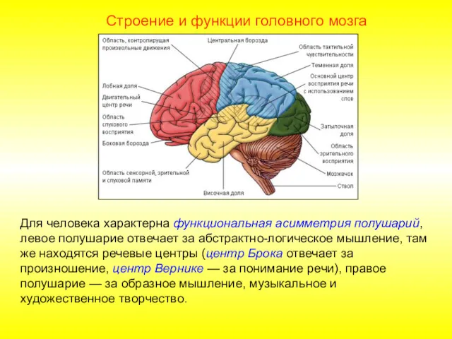 Для человека характерна функциональная асимметрия полушарий, левое полушарие отвечает за