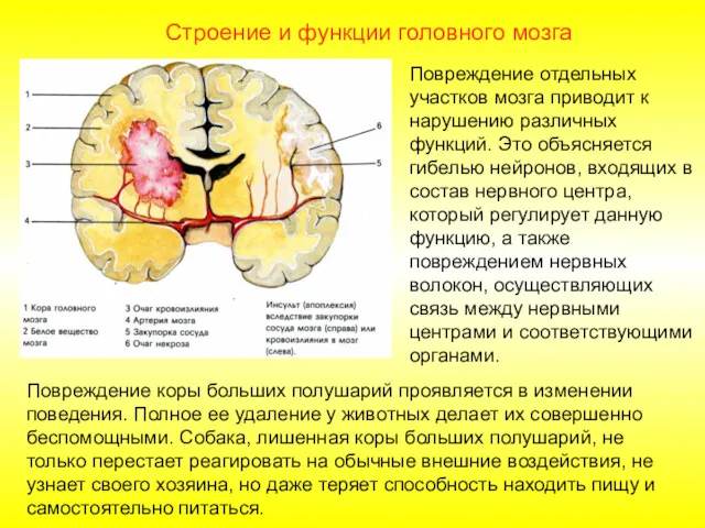 Повреждение отдельных участков мозга приводит к нарушению различных функций. Это