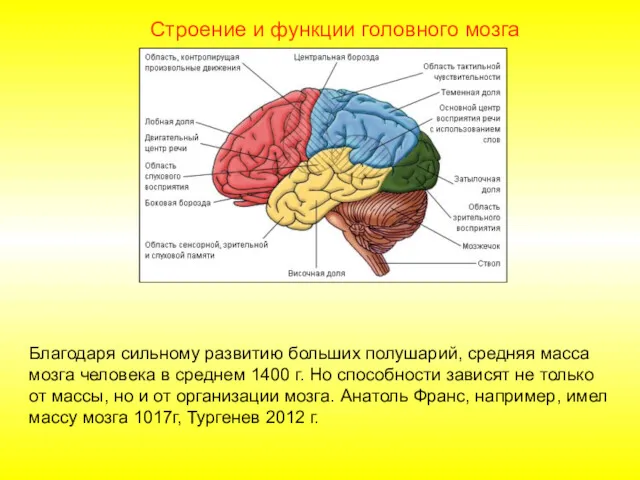 Строение и функции головного мозга Благодаря сильному развитию больших полушарий,