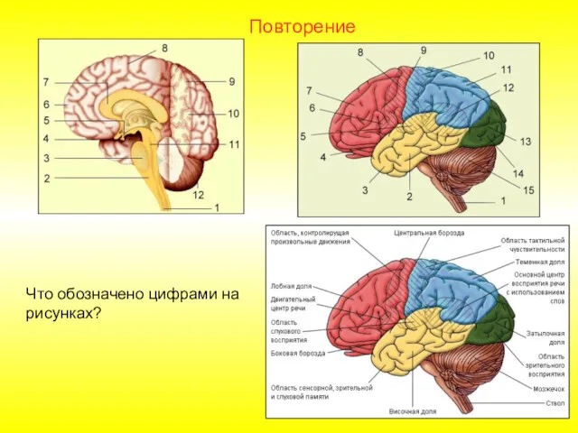 Повторение Что обозначено цифрами на рисунках?