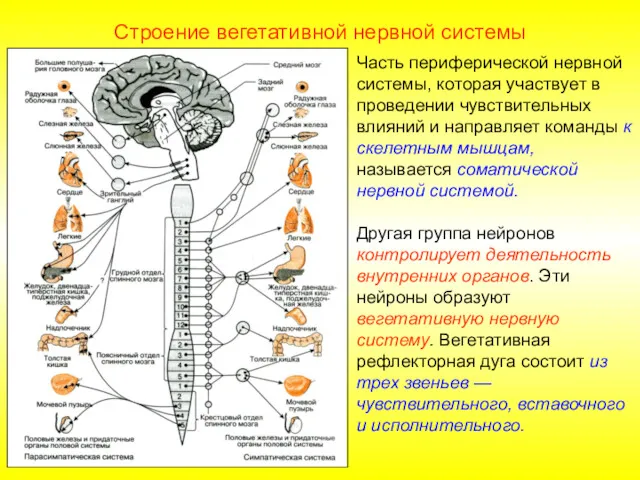 Строение вегетативной нервной системы Часть периферической нервной системы, которая участвует