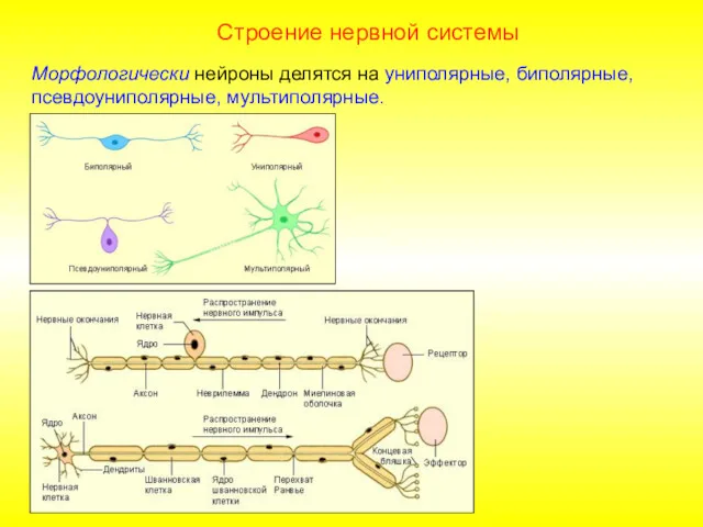 Строение нервной системы Морфологически нейроны делятся на униполярные, биполярные, псевдоуниполярные, мультиполярные.
