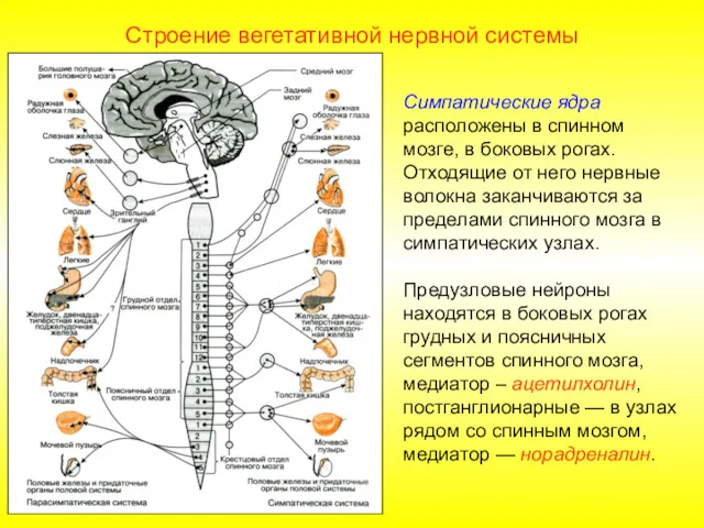 Строение вегетативной нервной системы Симпатические ядра расположены в спинном мозге,