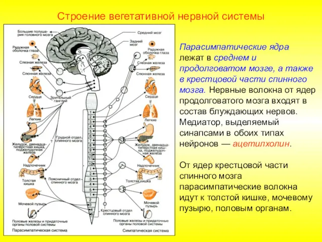 Строение вегетативной нервной системы Парасимпатические ядра лежат в среднем и