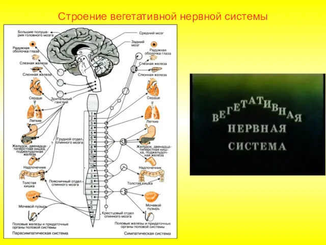 Строение вегетативной нервной системы