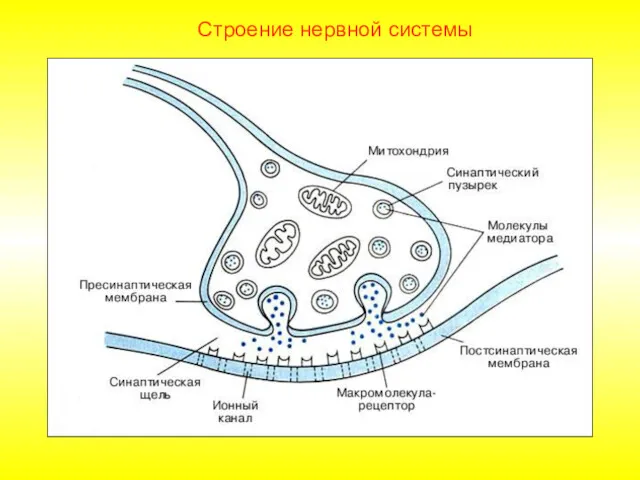 Строение нервной системы