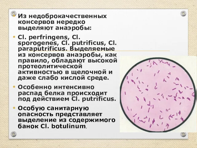 Из недоброкачественных консервов нередко выделяют анаэробы: Cl. perfringens, Cl. sporogenes,