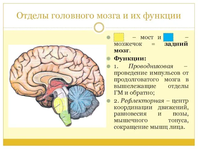 Отделы головного мозга и их функции – – мост и