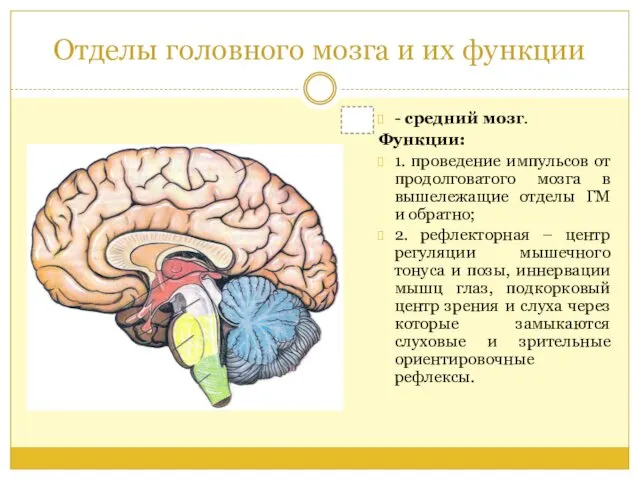 Отделы головного мозга и их функции - средний мозг. Функции: