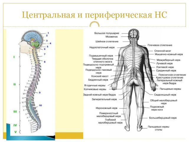 Центральная и периферическая НС