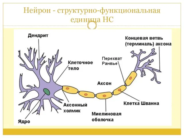 Нейрон - структурно-функциональная единица НС