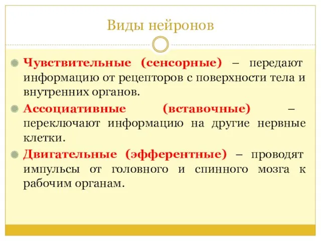 Виды нейронов Чувствительные (сенсорные) – передают информацию от рецепторов с