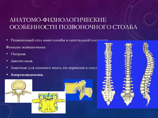 АНАТОМО-ФИЗИОЛОГИЧЕСКИЕ ОСОБЕННОСТИ ПОЗВОНОЧНОГО СТОЛБА Позвоночный стол имеет изгибы в сагиттальной