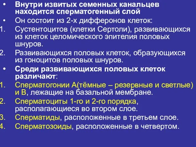 Внутри извитых семенных канальцев находится сперматогенный слой Он состоит из