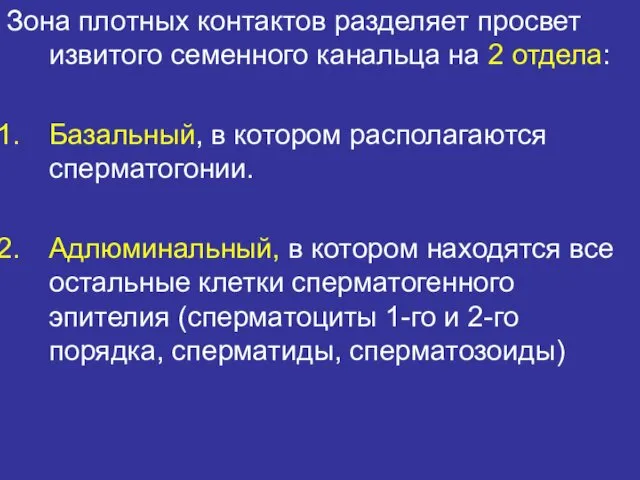 Зона плотных контактов разделяет просвет извитого семенного канальца на 2