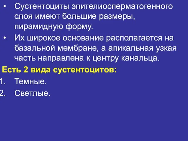 Сустентоциты эпителиосперматогенного слоя имеют большие размеры, пирамидную форму. Их широкое