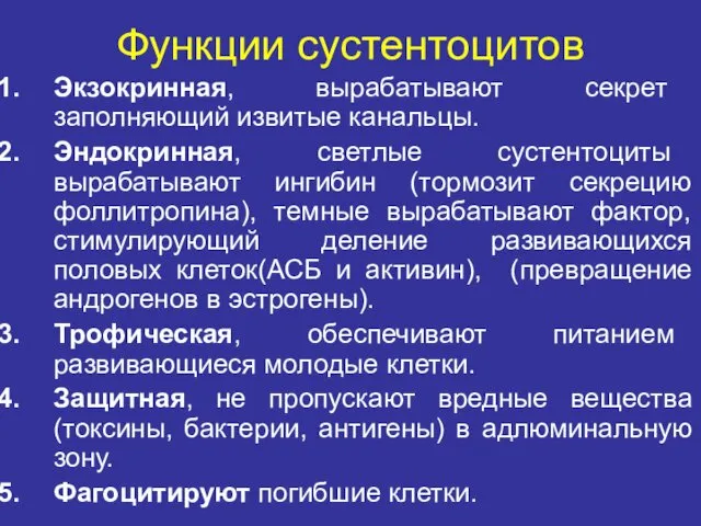 Функции сустентоцитов Экзокринная, вырабатывают секрет заполняющий извитые канальцы. Эндокринная, светлые