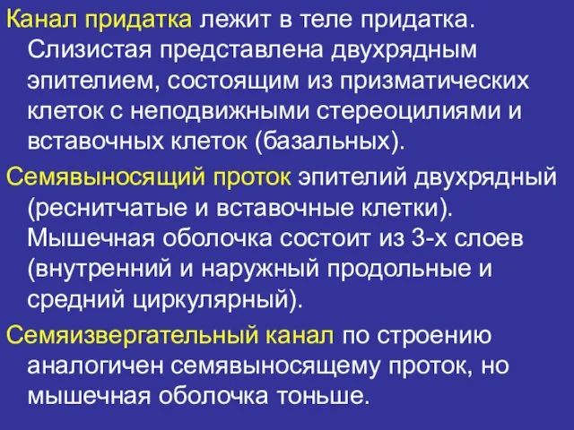 Канал придатка лежит в теле придатка. Слизистая представлена двухрядным эпителием,