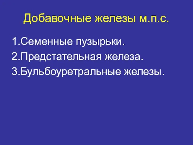 Добавочные железы м.п.с. 1.Семенные пузырьки. 2.Предстательная железа. 3.Бульбоуретральные железы.