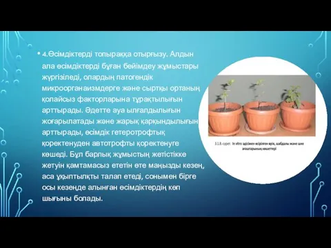 4. Өсімдіктерді топыраққа отырғызу. Алдын ала өсімдіктерді бұған бейімдеу жұмыстары