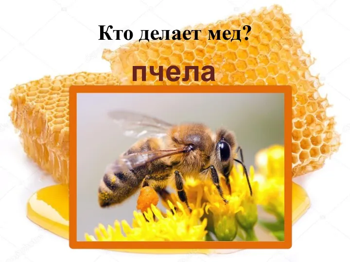 Кто делает мед? пчела