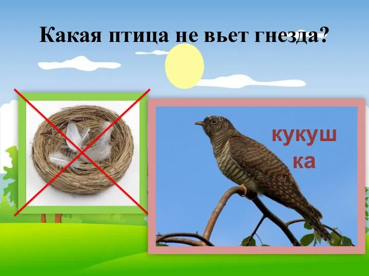 Какая птица не вьет гнезда? кукушка