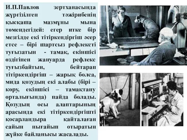 И.П.Павлов зертханасында жүргізілген тәжірибенің қысқаша мазмұны мына төмендегідей: егер итке