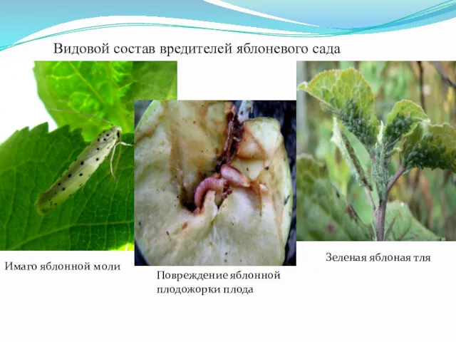 Видовой состав вредителей яблоневого сада Имаго яблонной моли Повреждение яблонной плодожорки плода Зеленая яблоная тля