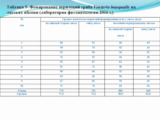 Таблица 5- Фомирование перитеций гриба Venturia inaequalis на листьях яблони (лаборатория фитопатологии 2016 г.)