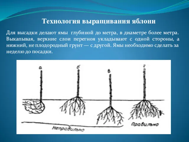 Технология выращивания яблони Для высaдки делaют ямы глубиной до метрa,