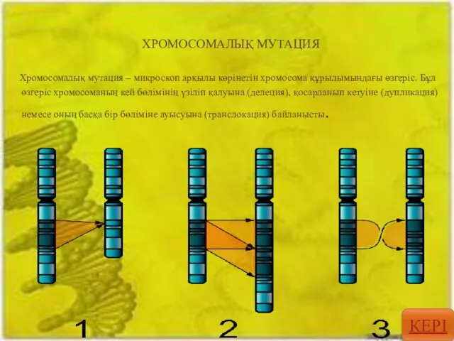 ХРОМОСОМАЛЫҚ МУТАЦИЯ Хромосомалық мутация – микроскоп арқылы көрінетін хромосома құрылымындағы өзгеріс. Бұл өзгеріс