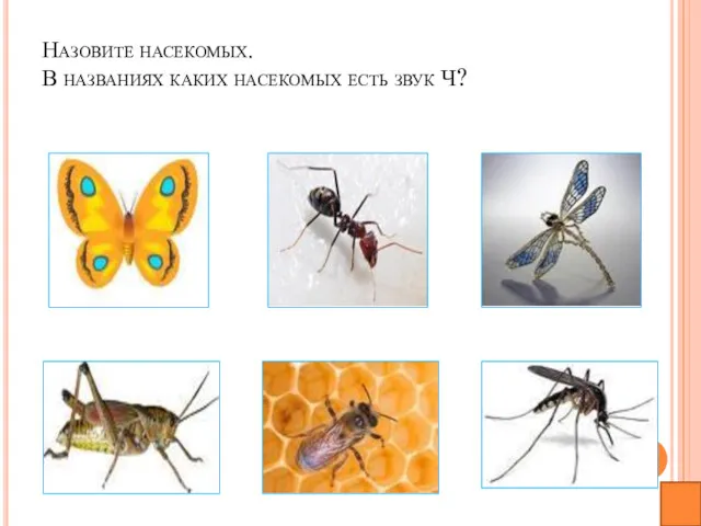 Назовите насекомых. В названиях каких насекомых есть звук Ч?