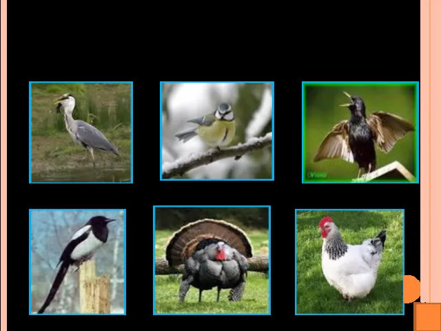 Назовите птиц. В названиях каких птиц есть звук Ц?