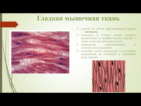 Гладкая мышечная ткань состоит из клеток веретеновидной формы — миоцитов находится в стенках