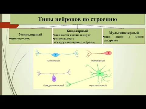 Типы нейронов по строению Униполярный один отросток Биполярный один аксон и один дендрит