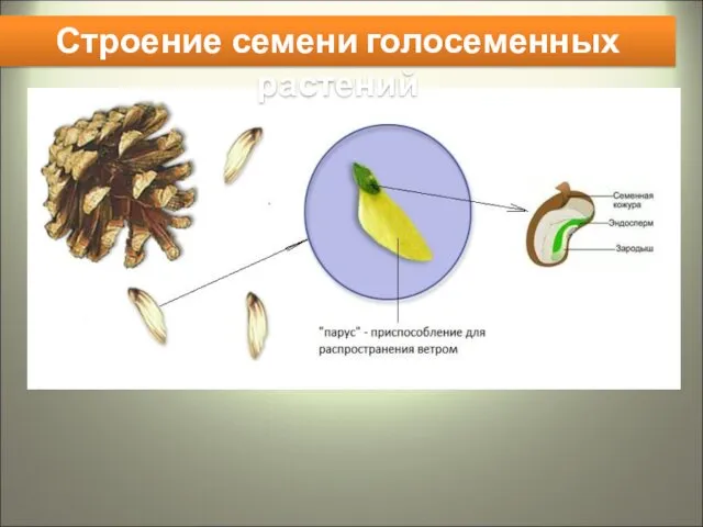 Строение семени голосеменных растений