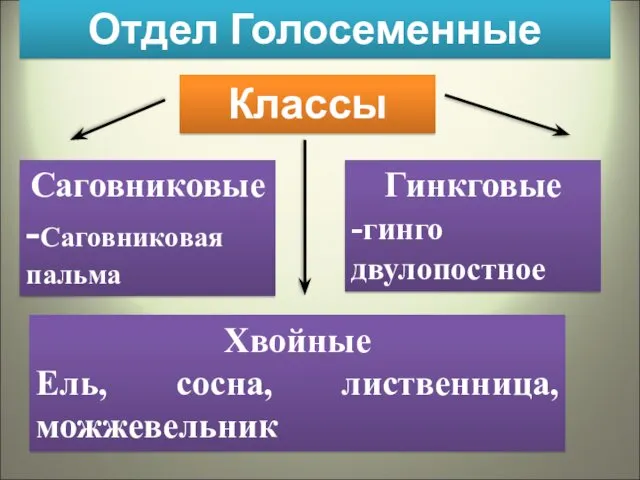 Отдел Голосеменные Классы Саговниковые -Саговниковая пальма Гинкговые -гинго двулопостное Хвойные Ель, сосна, лиственница, можжевельник