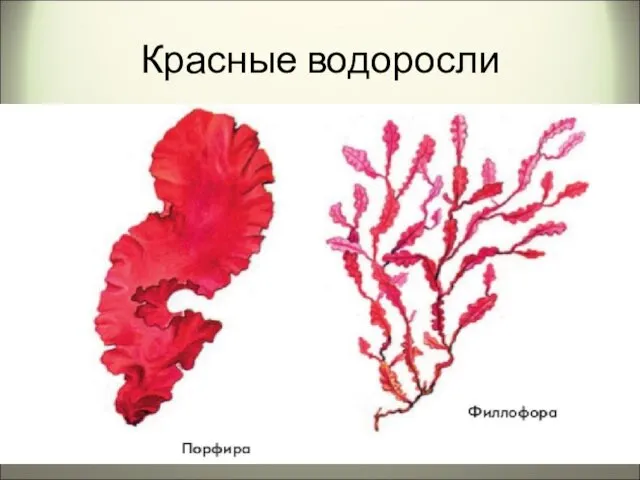 Красные водоросли