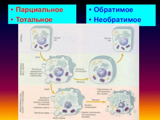 Парциальное Тотальное Обратимое Необратимое