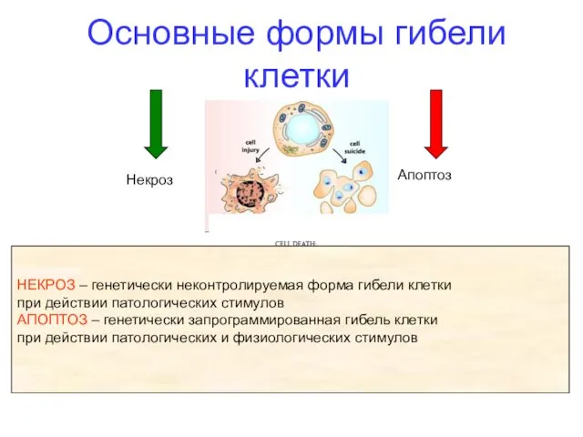 Основные формы гибели клетки Апоптоз Некроз НЕКРОЗ – генетически неконтролируемая