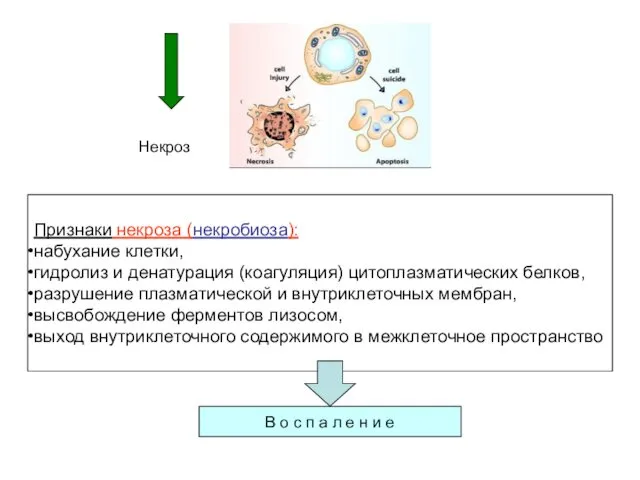 Некроз Признаки некроза (некробиоза): набухание клетки, гидролиз и денатурация (коагуляция)
